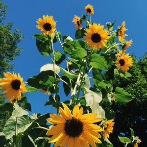 Meet your Posher, Shania